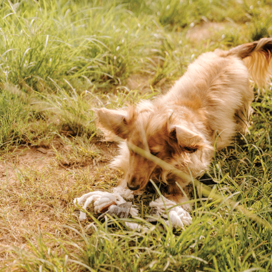 Huntlea Dog Rope Toy 2 Knot with 2 Hoof