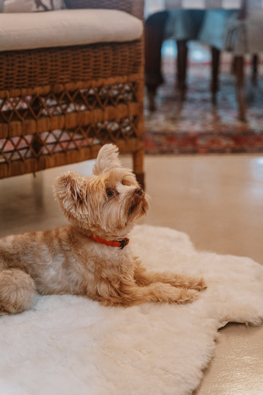 Huntlea Genuine Sheep Skin Dog Rug