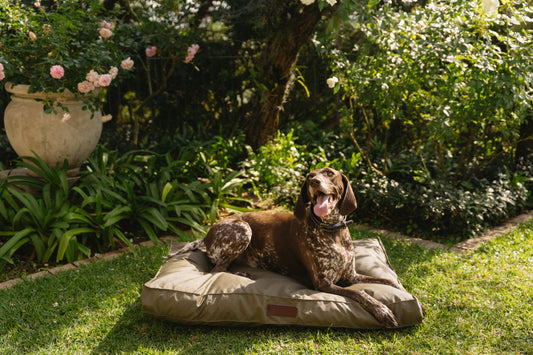 Huntlea Kalahari Orthopaedic Dog Bed