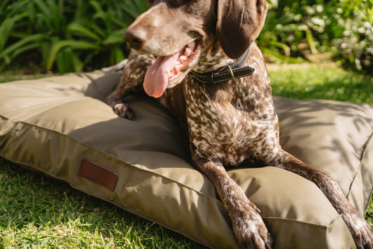 Huntlea Kalahari Orthopaedic Dog Bed