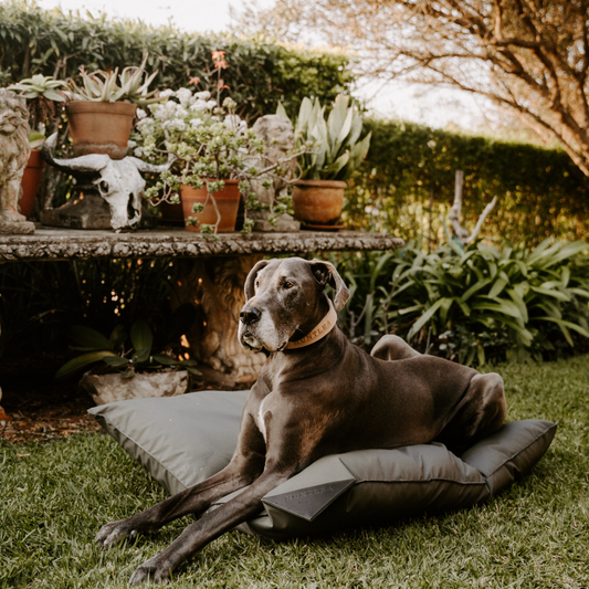 Huntlea Kalahari Pillow Dog Bed