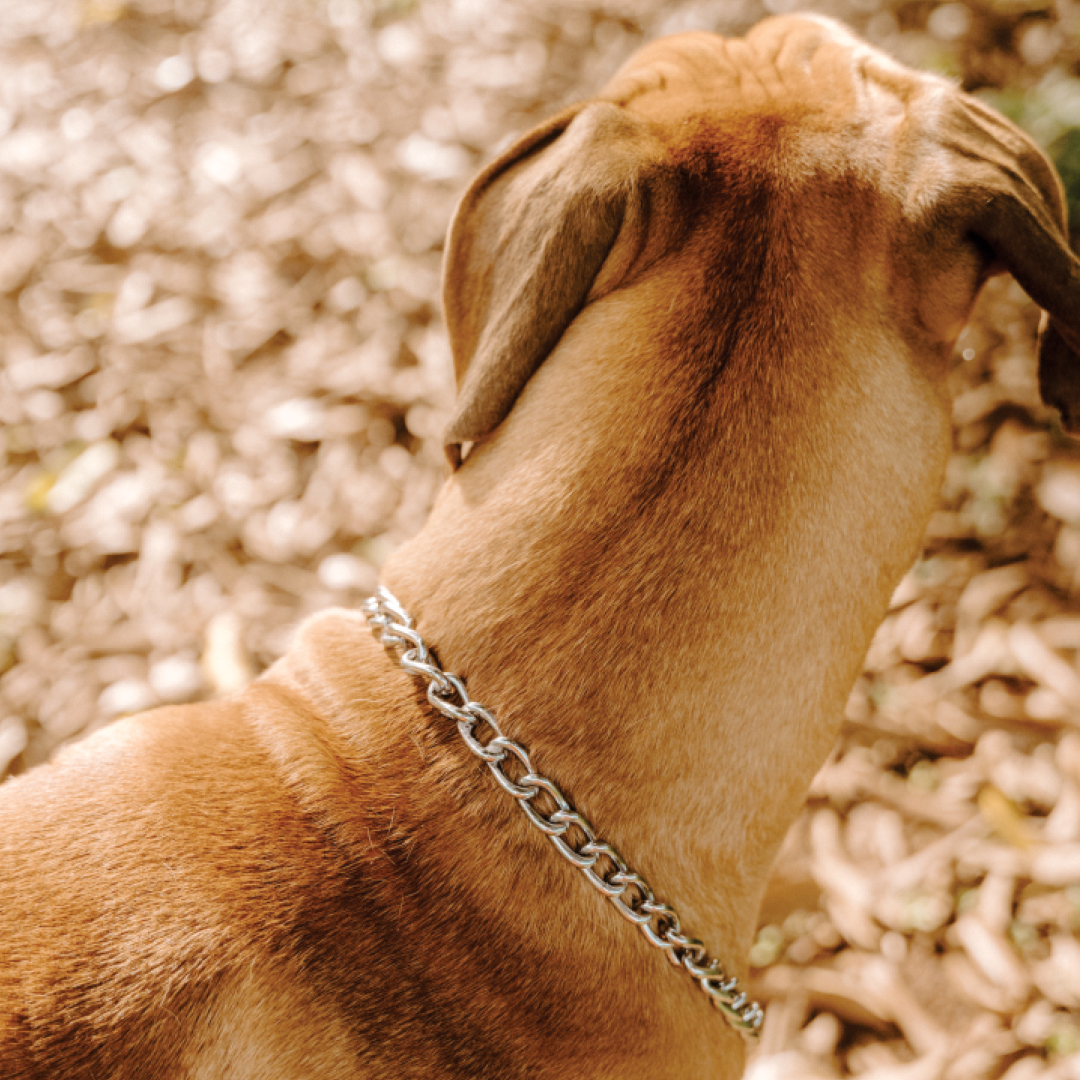 Stainless on sale dog chain