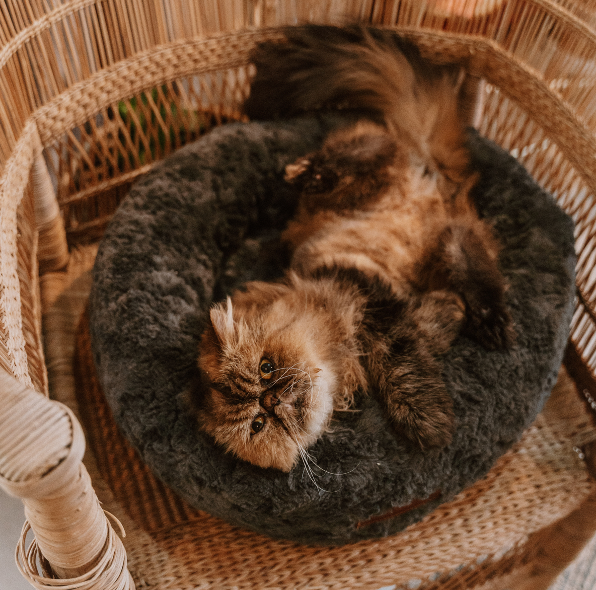 Cats