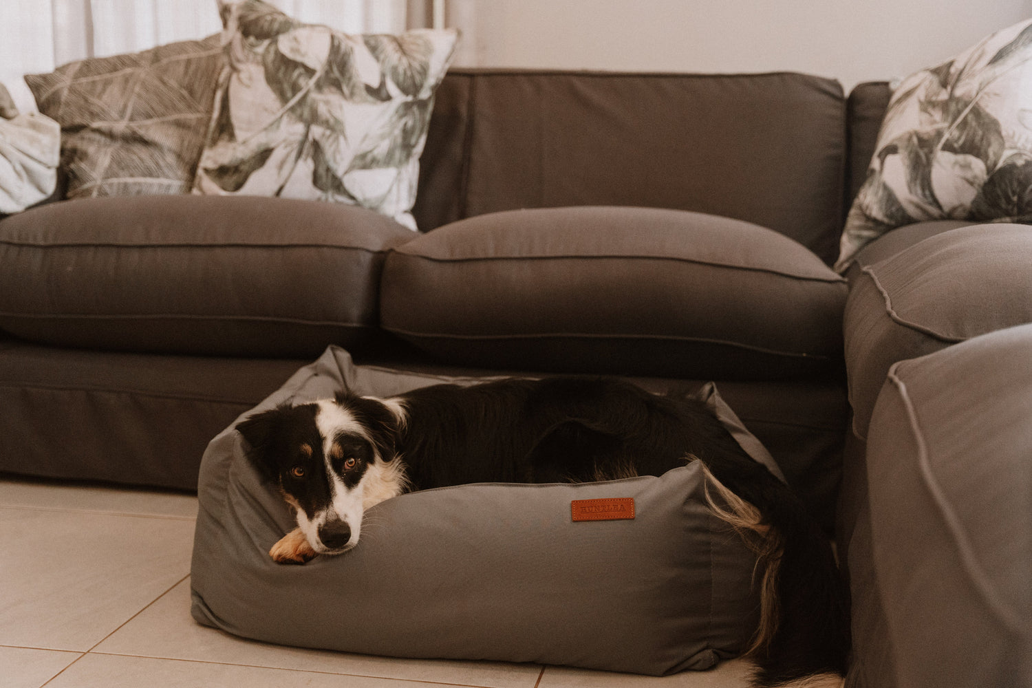 Dog Beds