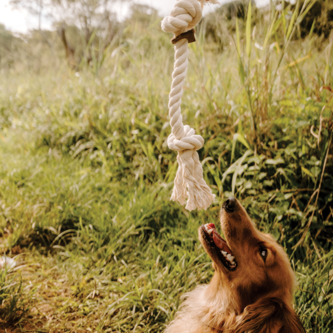 Small Dogs Rop Huntlea Dog Rope Toy 2 Knot – HUNTLEA
