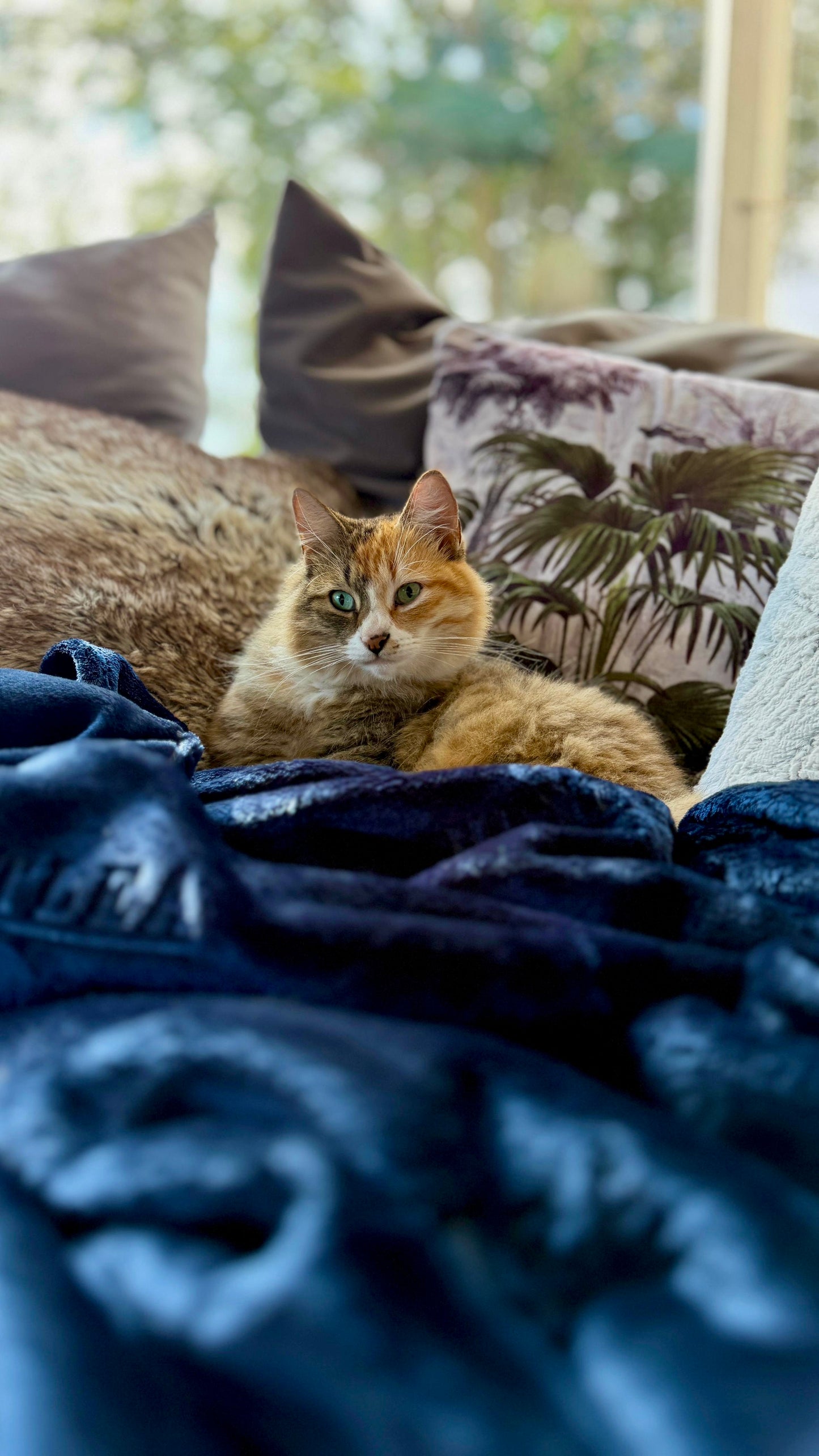 Huntlea Flannel Fleece Cat Blanket