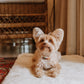 Huntlea Genuine Sheep Skin Dog Mat