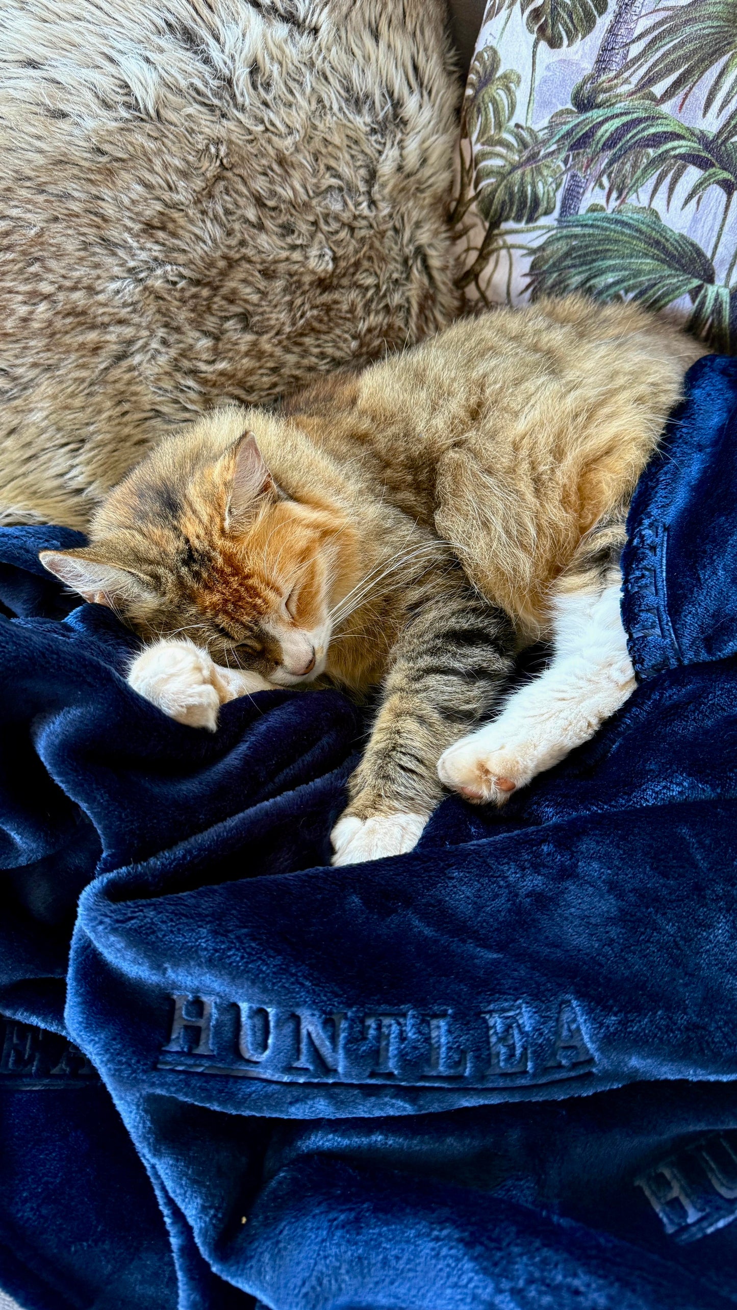 Huntlea Flannel Fleece Cat Blanket