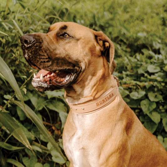 Impala Bulldog Studded Leather Collar