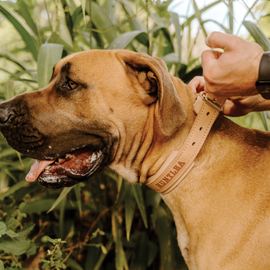 Impala Bulldog Studded Leather Collar