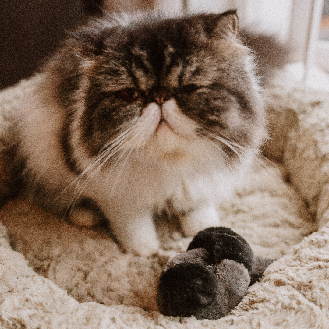 Huntlea Plush Knot with Catnip