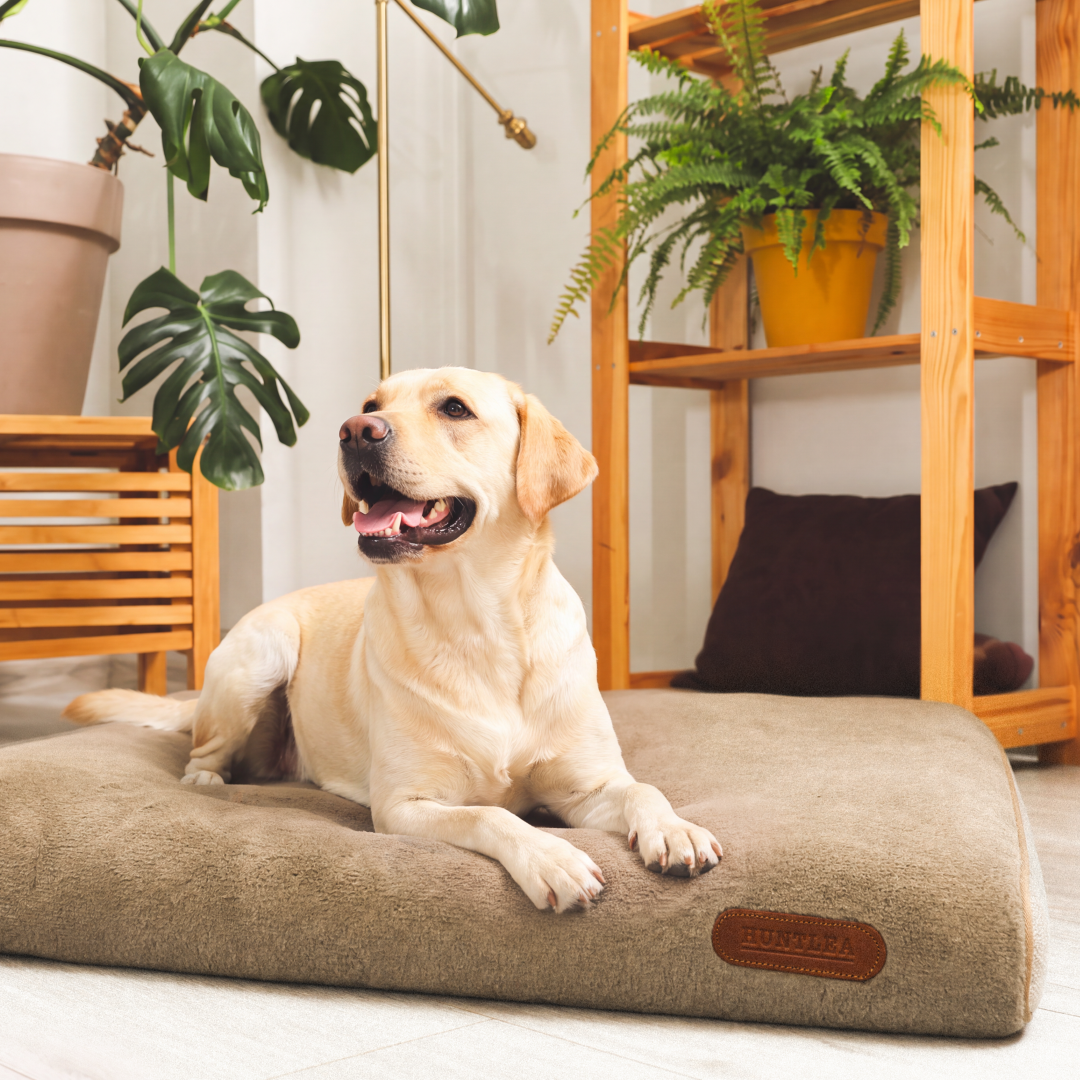 Huntlea Comfort Pad Dog Bed