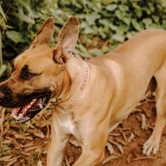 Impala Heavy Studded Dog Leather Collar