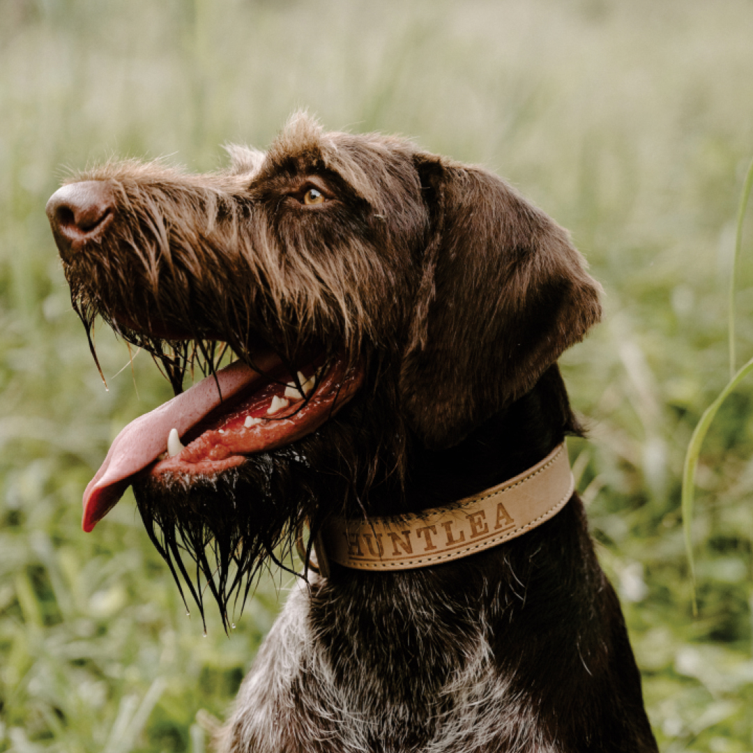 Impala Heavy Plain Dog Leather Collar