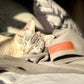Huntlea Polar Fleece Cat Blanket