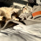 Huntlea Polar Fleece Cat Blanket