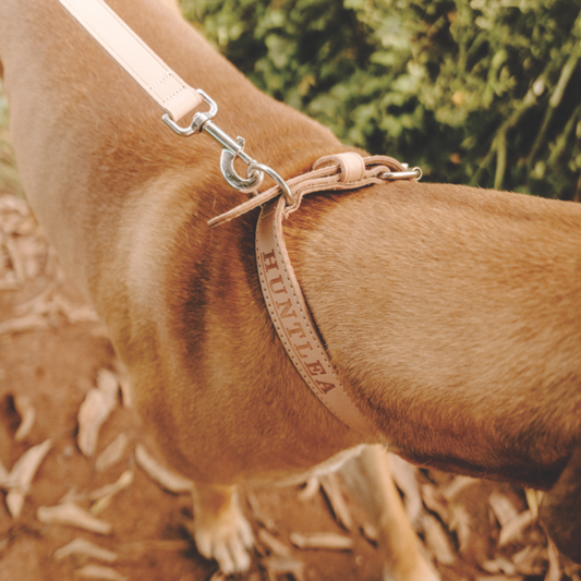 Impala Leather Dog Lead