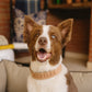 Impala Heavy Plain Dog Leather Collar
