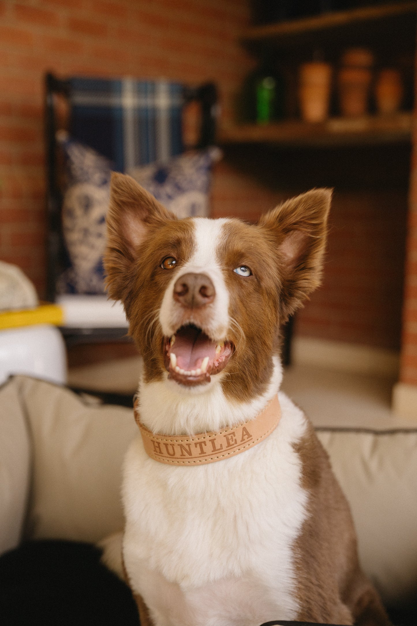 Impala Heavy Plain Dog Leather Collar