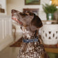 Leopard Dog Leather Collar