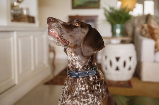 Leopard Dog Leather Collar