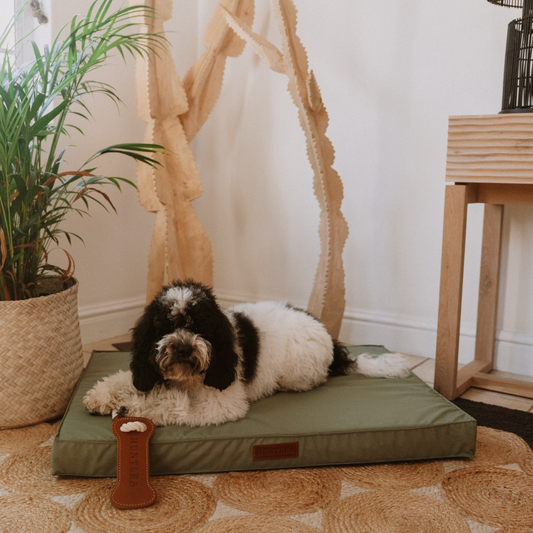 Koletto memory foam dog bed cover