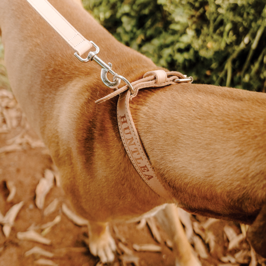 Impala Leather Dog Lead