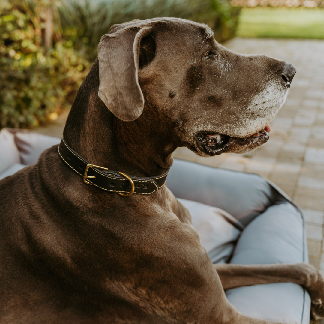 Lion Dog Leather Collar