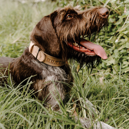 Impala Mighty Plain Dog Leather Collar