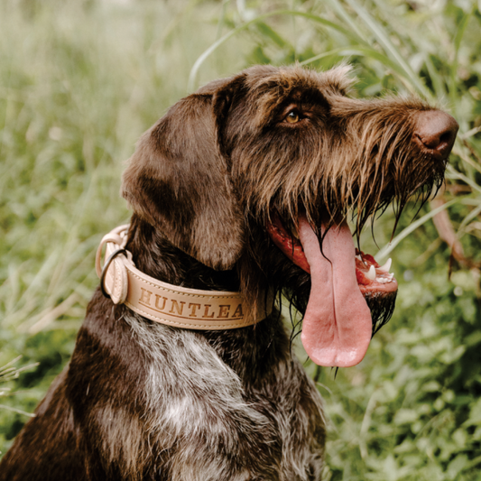 Impala Mighty Plain Dog Leather Collar