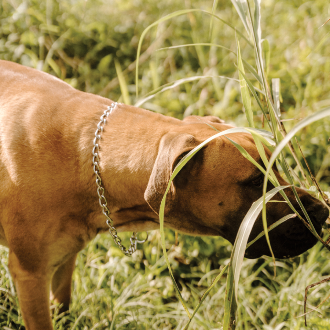 Huntlea Nickel Plated Dog Check Chain – HUNTLEA