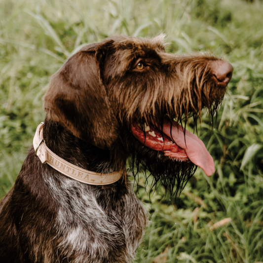 Impala Plain Dog Leather Collar