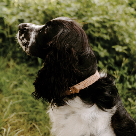 Impala Plain Dog Leather Collar