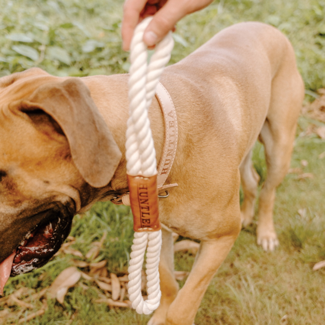 Leather store dog tug