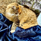 Huntlea Flannel Fleece Cat Blanket