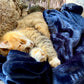 Huntlea Flannel Fleece Cat Blanket