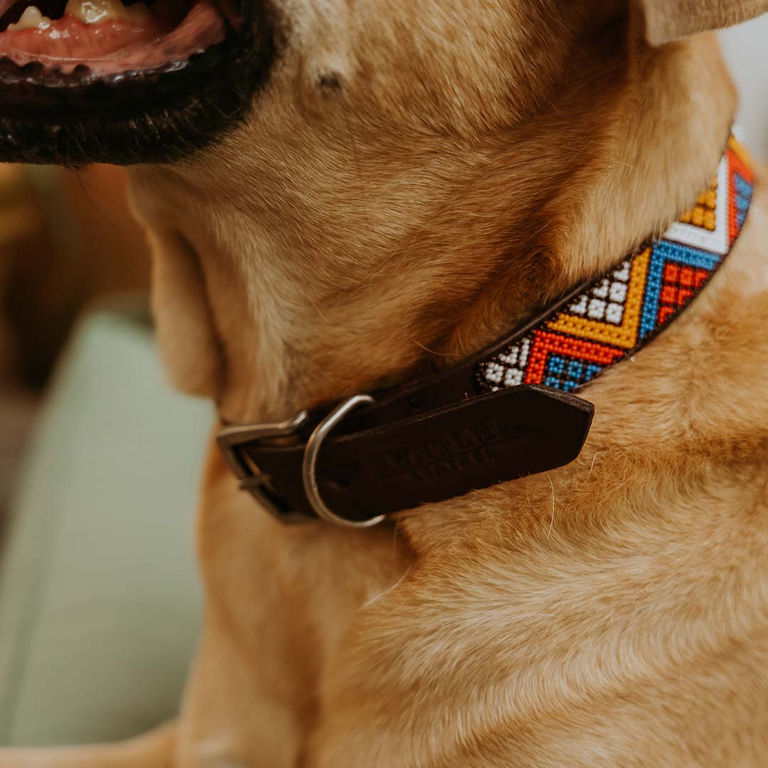 Beaded Dog Collar Daisy Vee
