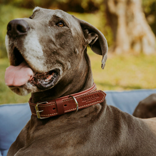 Rhino Dog Leather Collar