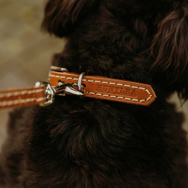 Leopard Dog Leather Collar HUNTLEA