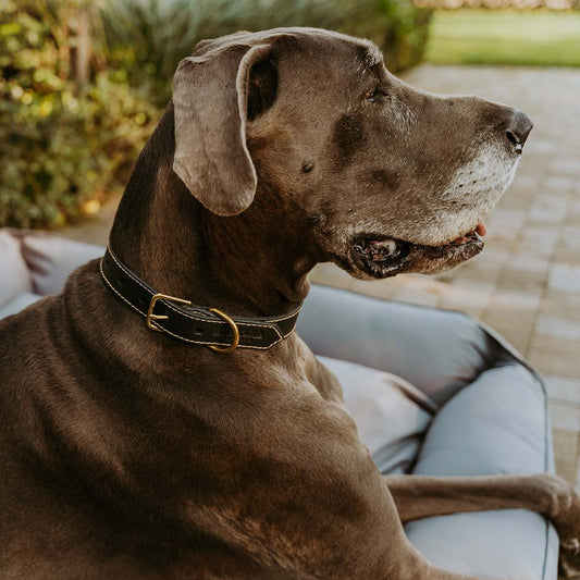 Lion Dog Leather Collar