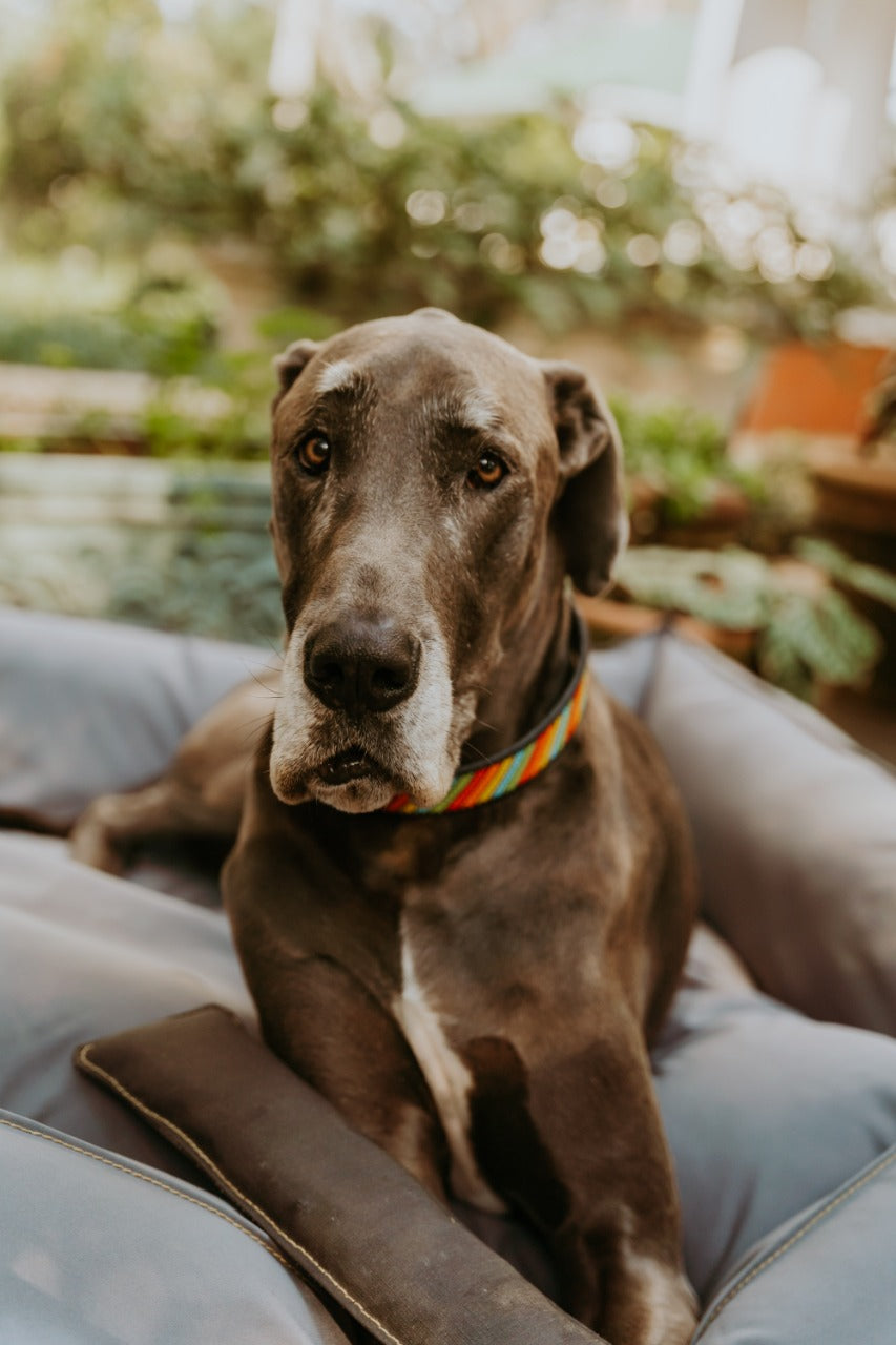 Great dane martingale clearance collar