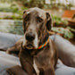 Beaded Dog Collar Stripe